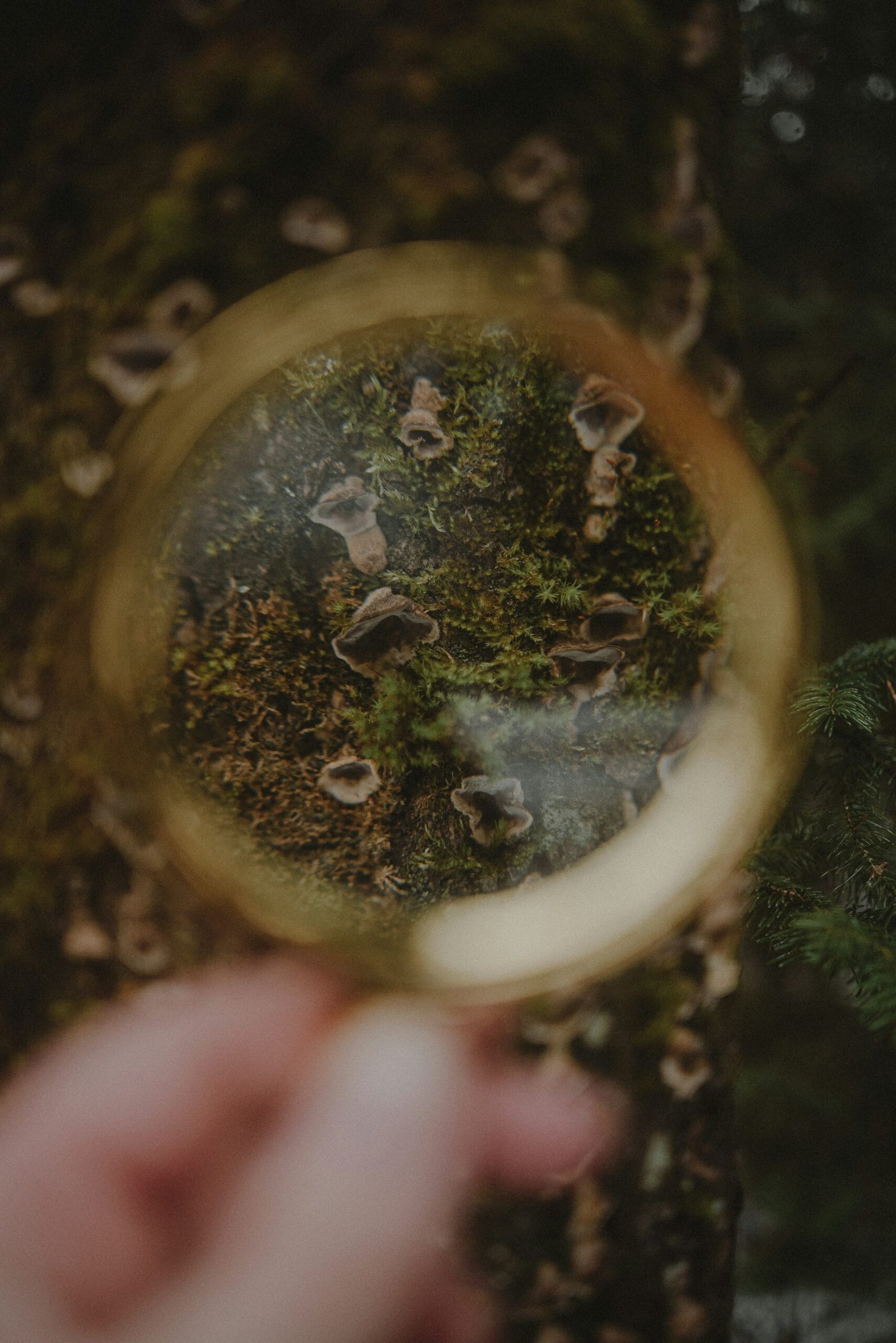 a person holding a magnifying glass over a forest