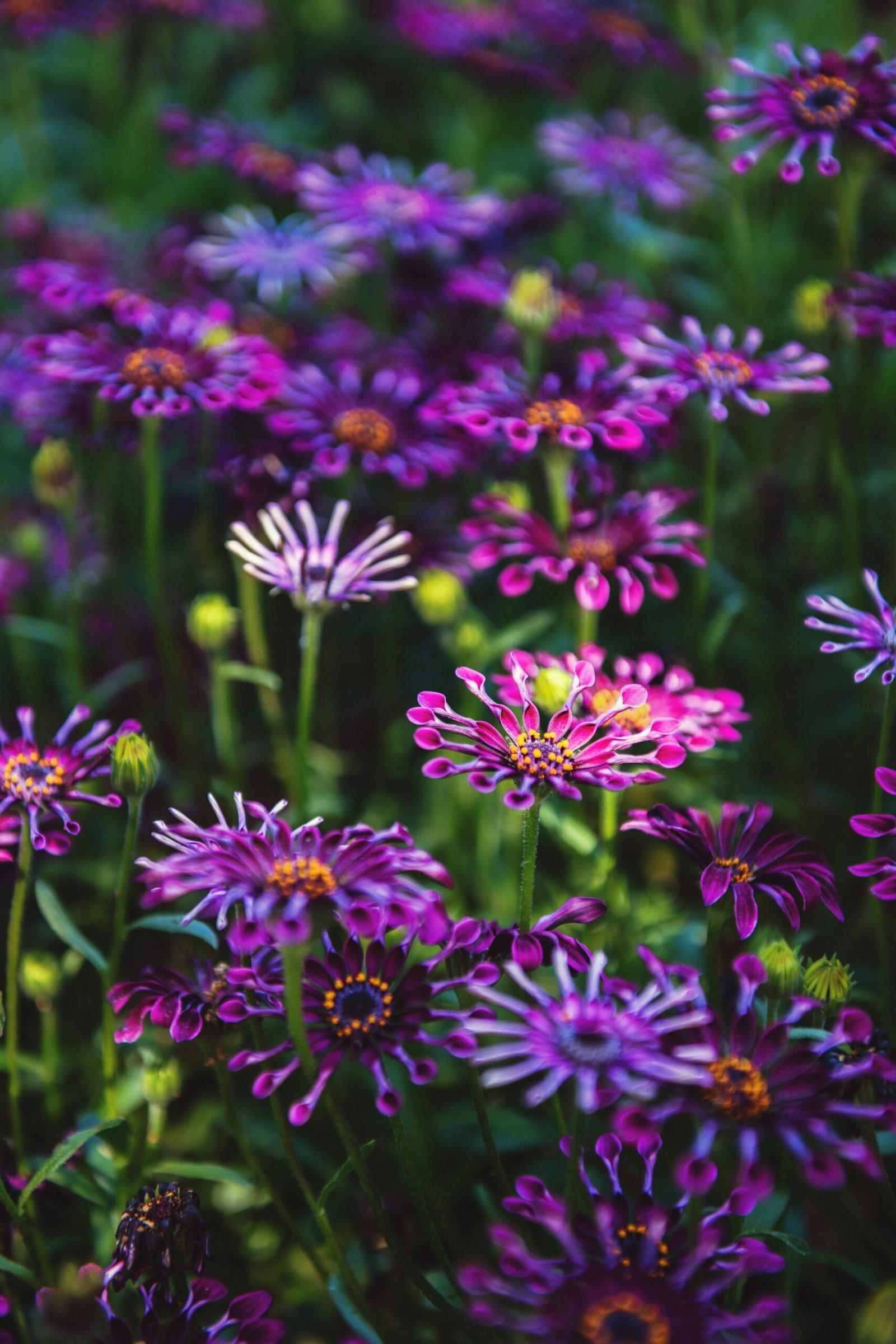 purple petaled flower blooming during daytime