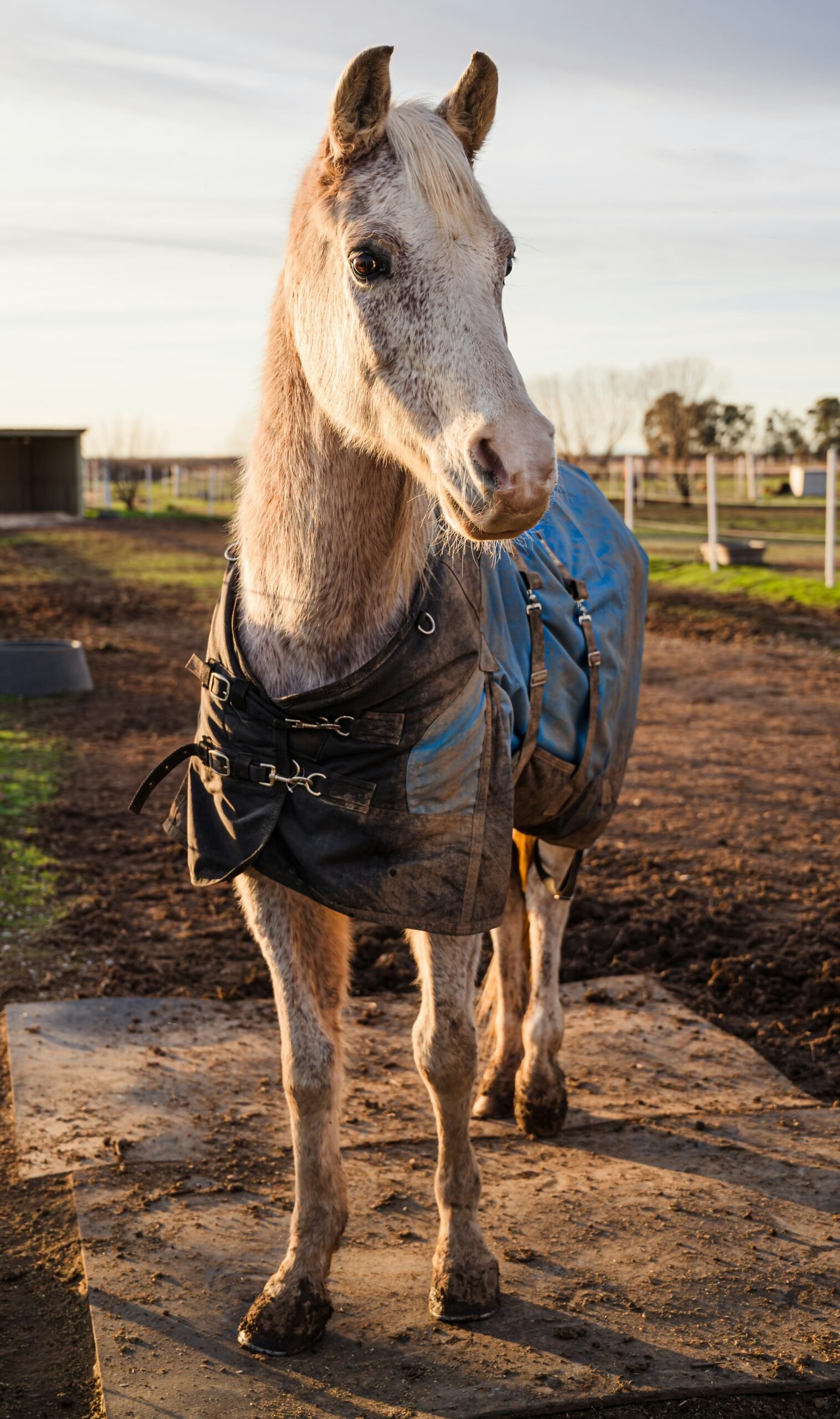 a horse wearing a vest